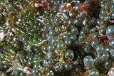 Dettaglio delle vescicole superficiali a portamento plagiotropo